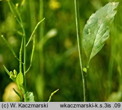 kapusta sitowata (Brassica juncea)