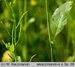 Brassica juncea (kapusta sitowata)