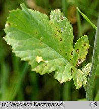 Brassica juncea (kapusta sitowata)