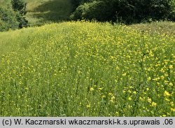 Brassica juncea (kapusta sitowata)