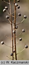 Neslia paniculata (ożędka groniasta)