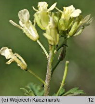 Erucastrum gallicum (rukwiślad francuski)