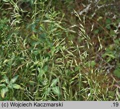 Bromus arvensis (stokłosa polna)