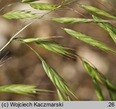 Bromus arvensis (stokłosa polna)