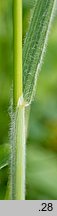 Bromus japonicus (stokłosa japońska)