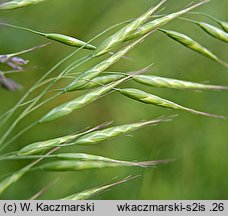 Bromus japonicus (stokłosa japońska)