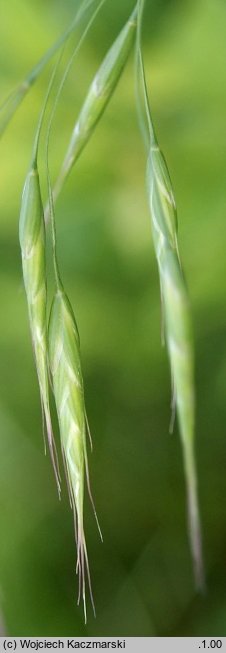 Bromus japonicus (stokłosa japońska)