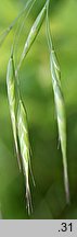 Bromus japonicus (stokłosa japońska)