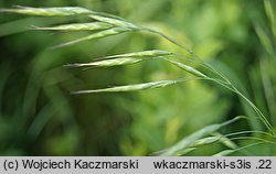 Bromus japonicus (stokłosa japońska)