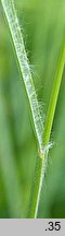 Bromus japonicus (stokłosa japońska)