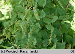 Vicia pisiformis (wyka grochowata)