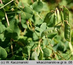 Vicia pisiformis (wyka grochowata)