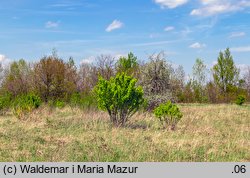 Caragana arborescens (karagana syberyjska)