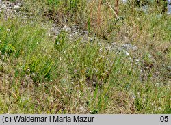 Anthericum ramosum (pajęcznica gałęzista)