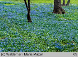 Scilla sibirica orth.var. (cebulica syberyjska)