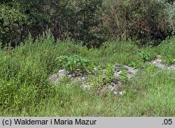 Datura stramonium (bieluń dziędzierzawa)