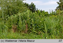 Asclepias syriaca (trojeść amerykańska)