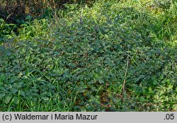 Solanum alatum (psianka skrzydlata)