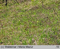 Orchis pallens (storczyk blady)