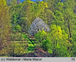 Cerasus avium (wiśnia ptasia)