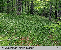 Allium ursinum (czosnek niedźwiedzi)