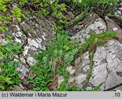 Bartsia alpina (bartsja alpejska)