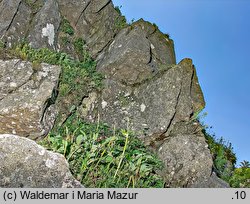 Cerastium alpinum (rogownica alpejska)