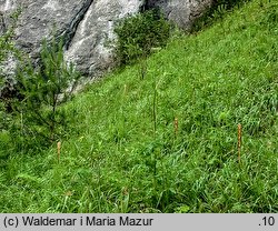 Orobanche bartlingii (zaraza Bartlinga)