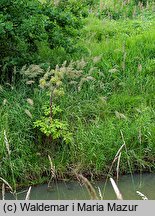 Angelica archangelica ssp. litoralis (dzięgiel litwor nadbrzeżny)