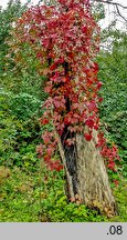 Parthenocissus inserta (winobluszcz zaroślowy)