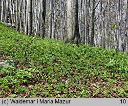 Dentaria bulbifera (żywiec cebulkowy)