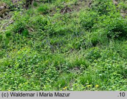 Ajuga reptans (dąbrówka rozłogowa)