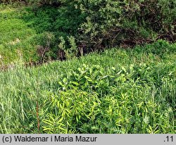 Asclepias syriaca (trojeść amerykańska)