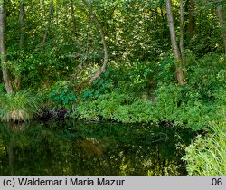 Oenanthe aquatica (kropidło wodne)