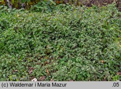 Solanum alatum (psianka skrzydlata)