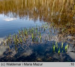 Typha angustifolia (pałka wąskolistna)