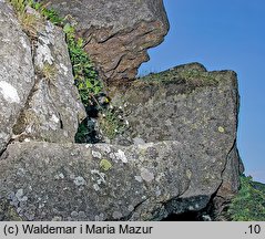 Cerastium alpinum (rogownica alpejska)