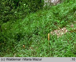 Orobanche bartlingii (zaraza Bartlinga)