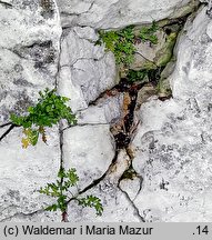 Asplenium ruta-muraria (zanokcica murowa)