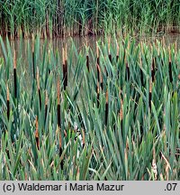 Typha latifolia (pałka szerokolistna)