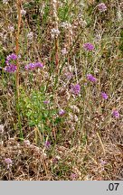 Allium senescens ssp. montanum (czosnek skalny)