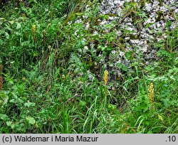 Orobanche bartlingii (zaraza Bartlinga)