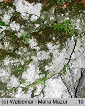 Asplenium trichomanes (zanokcica skalna)