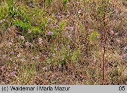 Allium senescens ssp. montanum (czosnek skalny)