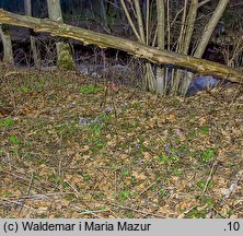 Scilla bifolia (cebulica dwulistna)