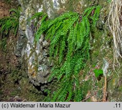 Asplenium viride (zanokcica zielona)