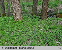 Adoxa moschatellina (piżmaczek wiosenny)