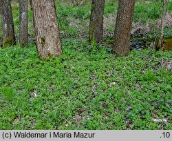 Adoxa moschatellina (piżmaczek wiosenny)