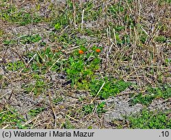 Adonis aestivalis (miłek letni)