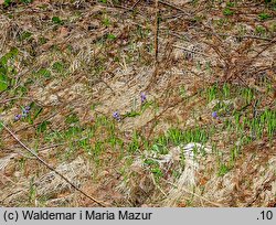 Scilla bifolia (cebulica dwulistna)